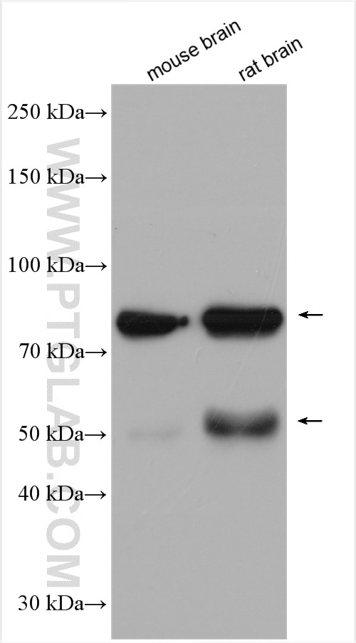 Western Blot (WB) analysis of various lysates using DCLK1 Polyclonal antibody (29800-1-AP)