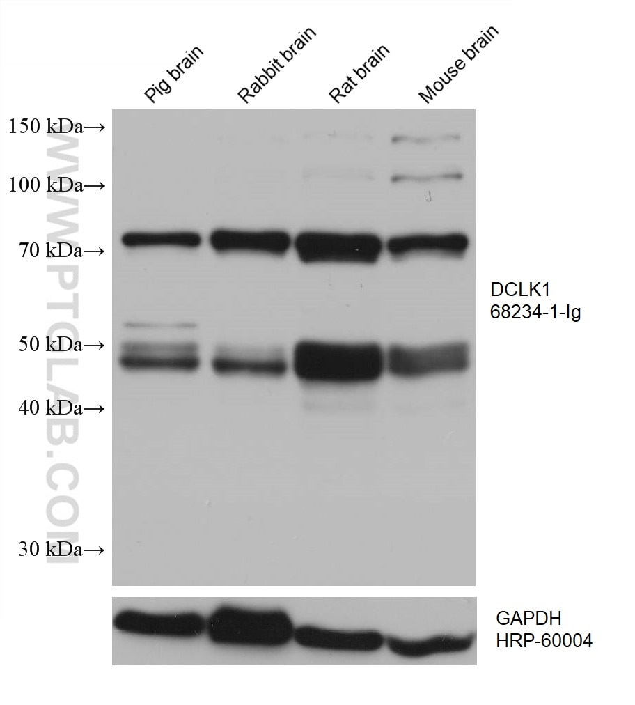 Western Blot (WB) analysis of various lysates using DCLK1 Monoclonal antibody (68234-1-Ig)