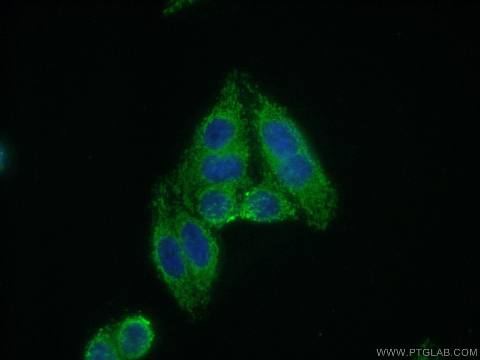 Immunofluorescence (IF) / fluorescent staining of HepG2 cells using DCLRE1B Polyclonal antibody (13203-1-AP)