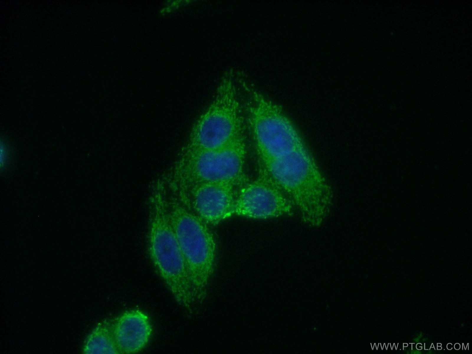 IF Staining of HepG2 using 13203-1-AP