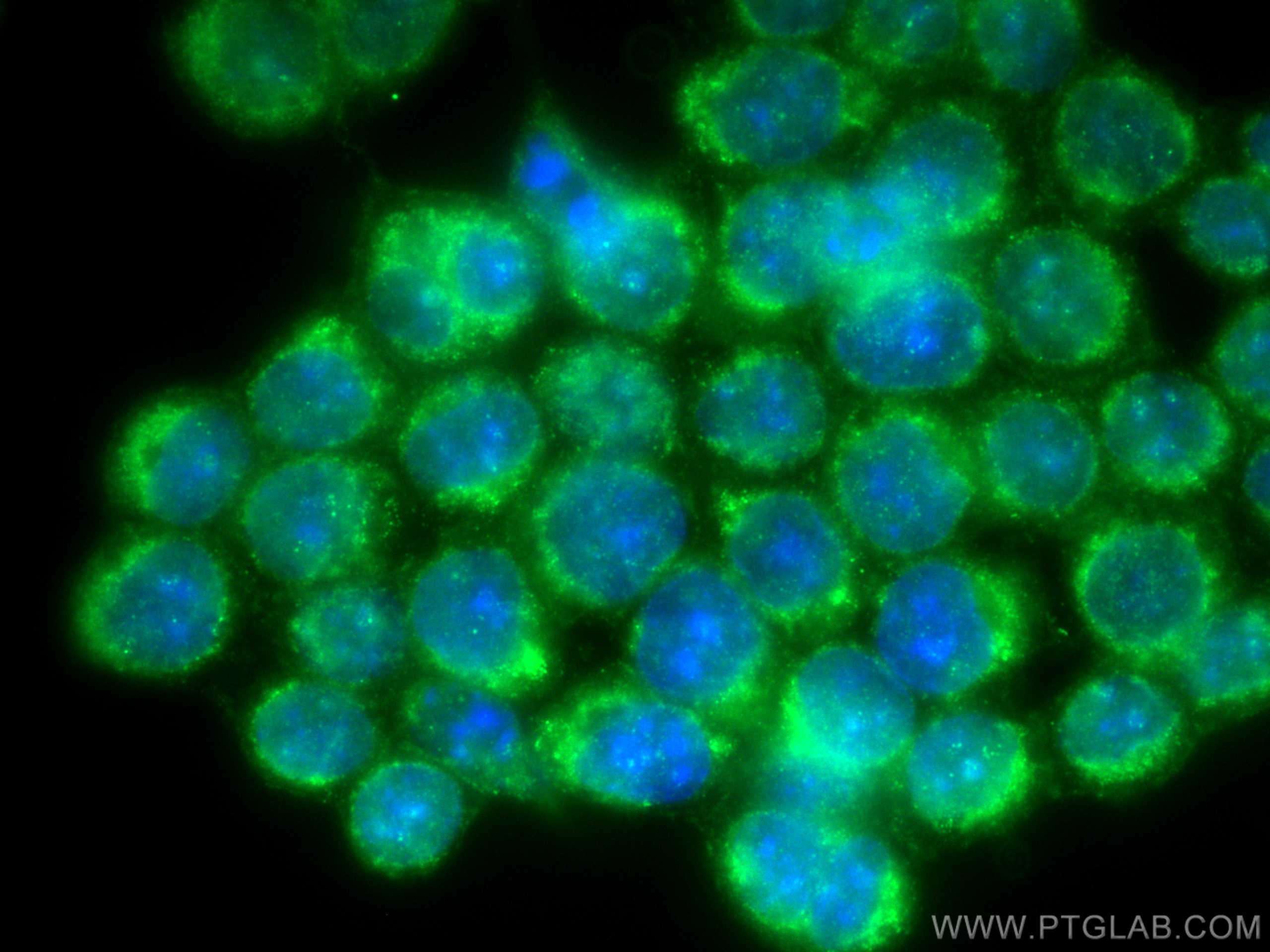 Immunofluorescence (IF) / fluorescent staining of BxPC-3 cells using Decorin Polyclonal antibody (14667-1-AP)