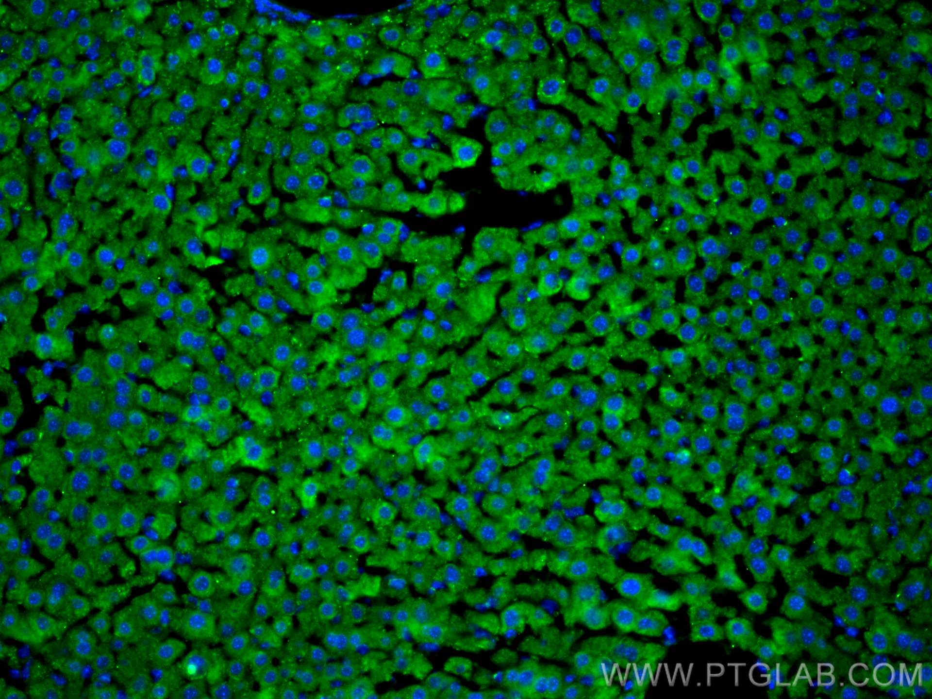 Immunofluorescence (IF) / fluorescent staining of mouse liver tissue using Decorin Polyclonal antibody (14667-1-AP)