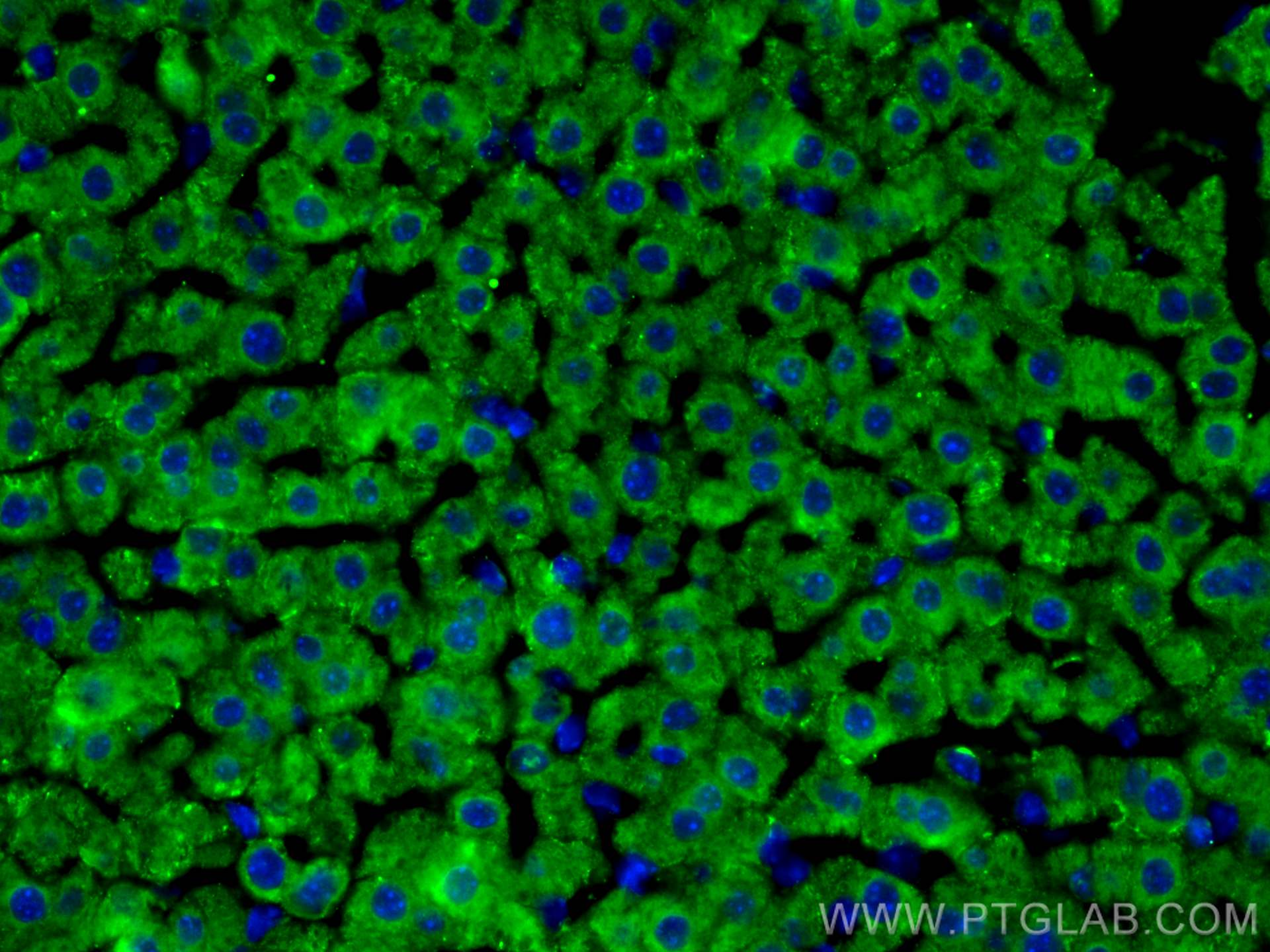 Immunofluorescence (IF) / fluorescent staining of mouse liver tissue using Decorin Polyclonal antibody (14667-1-AP)