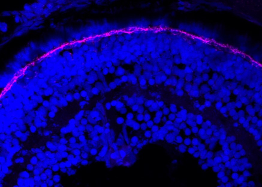 Immunofluorescence (IF) / fluorescent staining of zebrafish retina using Decorin Polyclonal antibody (14667-1-AP)