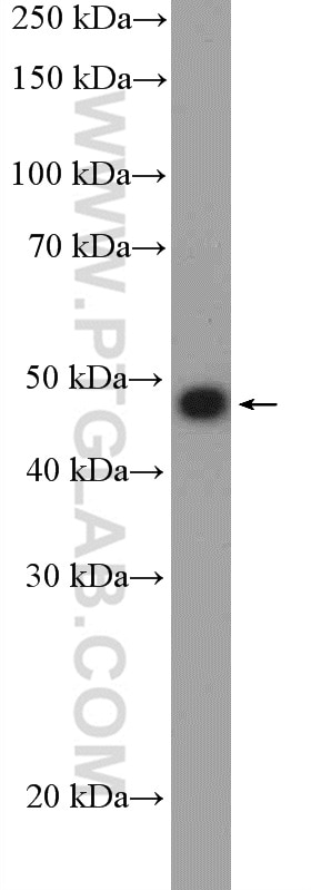 Western Blot (WB) analysis of BxPC-3 cells using Decorin Polyclonal antibody (14667-1-AP)