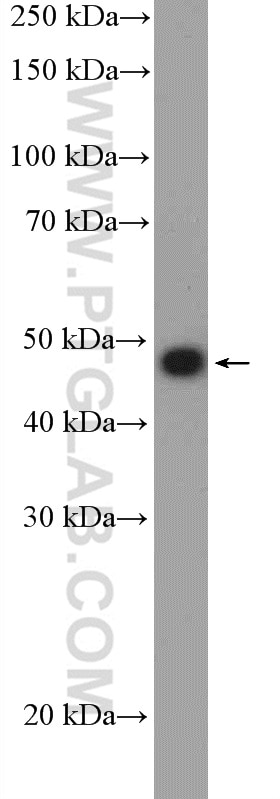 WB analysis of BxPC-3 using 14667-1-AP