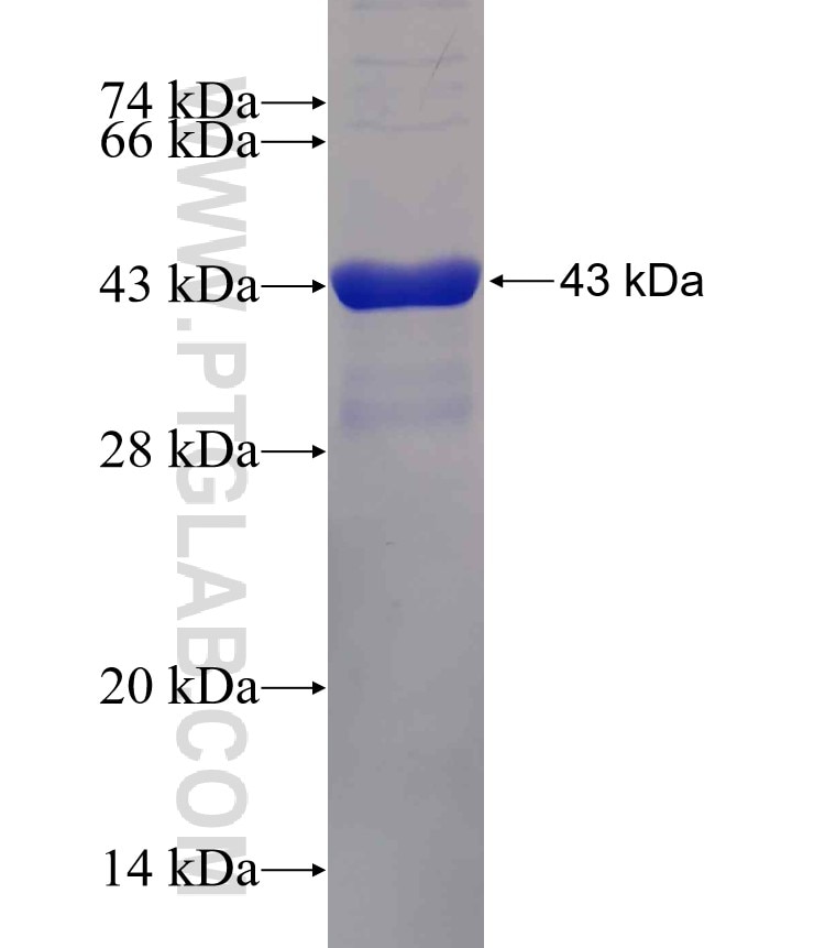 DCN fusion protein Ag30854 SDS-PAGE