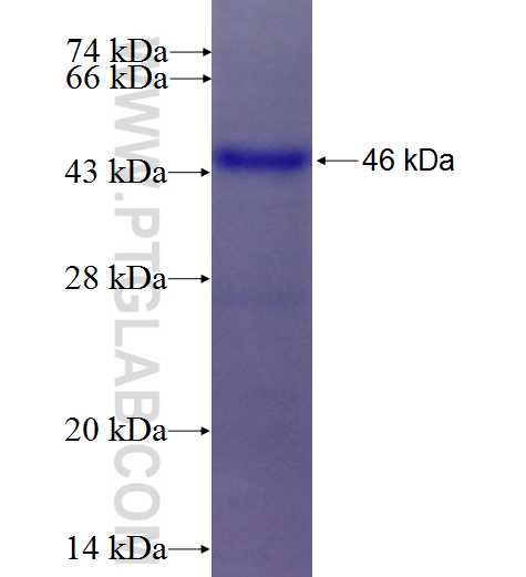 DCN fusion protein Ag6275 SDS-PAGE