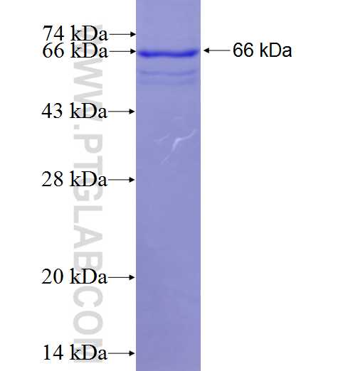 DCN fusion protein Ag6328 SDS-PAGE