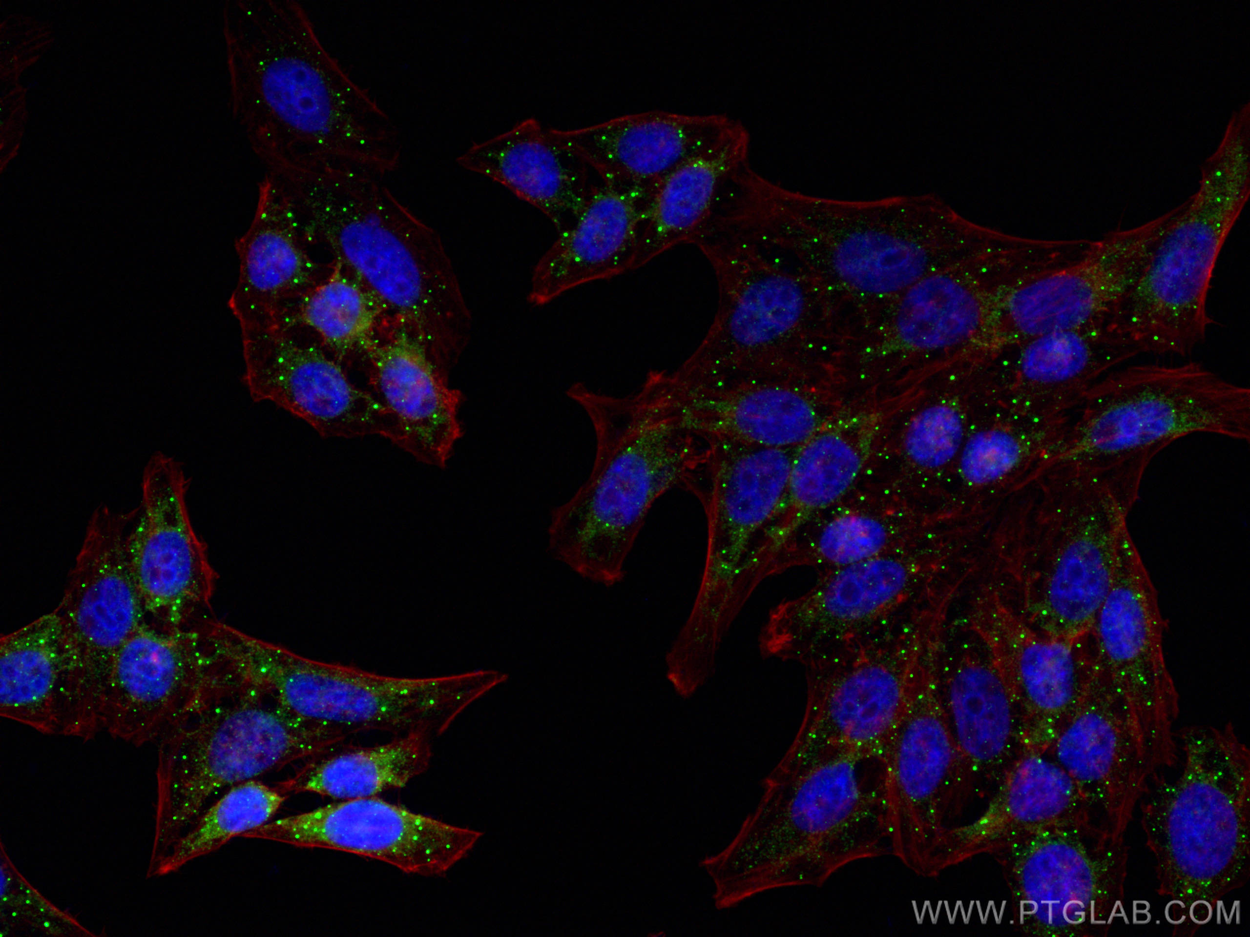 IF Staining of HepG2 using 22373-1-AP