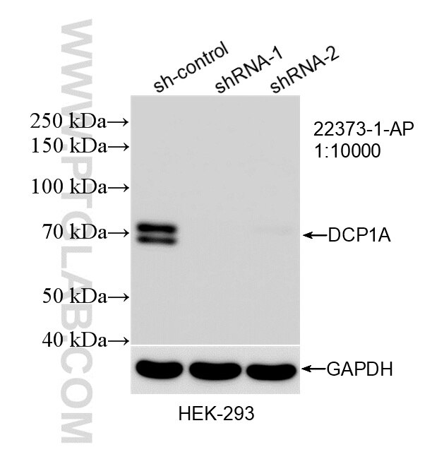 WB result of DCP1A antibody (22373-1-AP; 1:10000; incubated at room temperature for 1.5 hours) with sh-Control and sh-DCP1A transfected HEK-293 cells. Western Blot (WB) analysis of HEK-293 cells using DCP1A Polyclonal antibody (22373-1-AP)