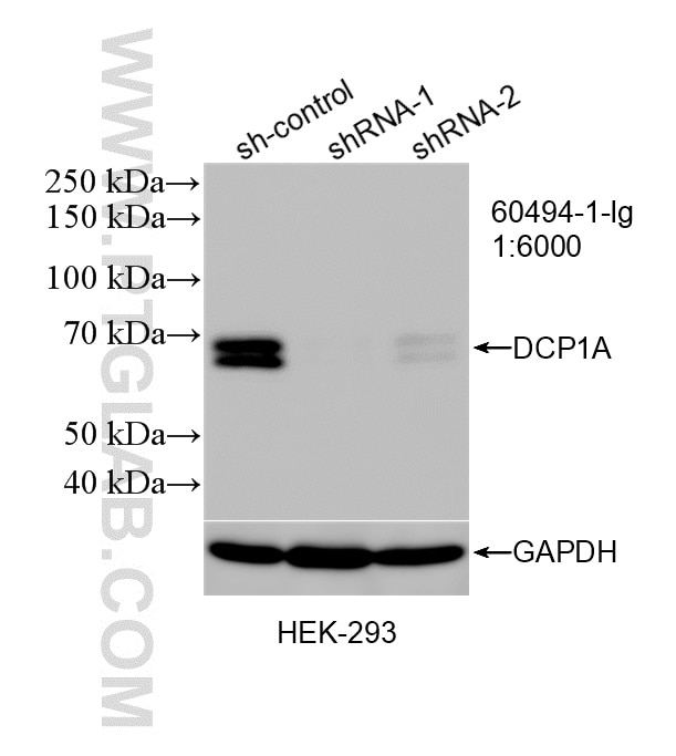 WB result of DCP1A antibody (60494-1-Ig; 1:6000; incubated at room temperature for 1.5 hours) with sh-Control and sh-DCP1A transfected HEK-293 cells. Western Blot (WB) analysis of HEK-293 cells using DCP1A Monoclonal antibody (60494-1-Ig)