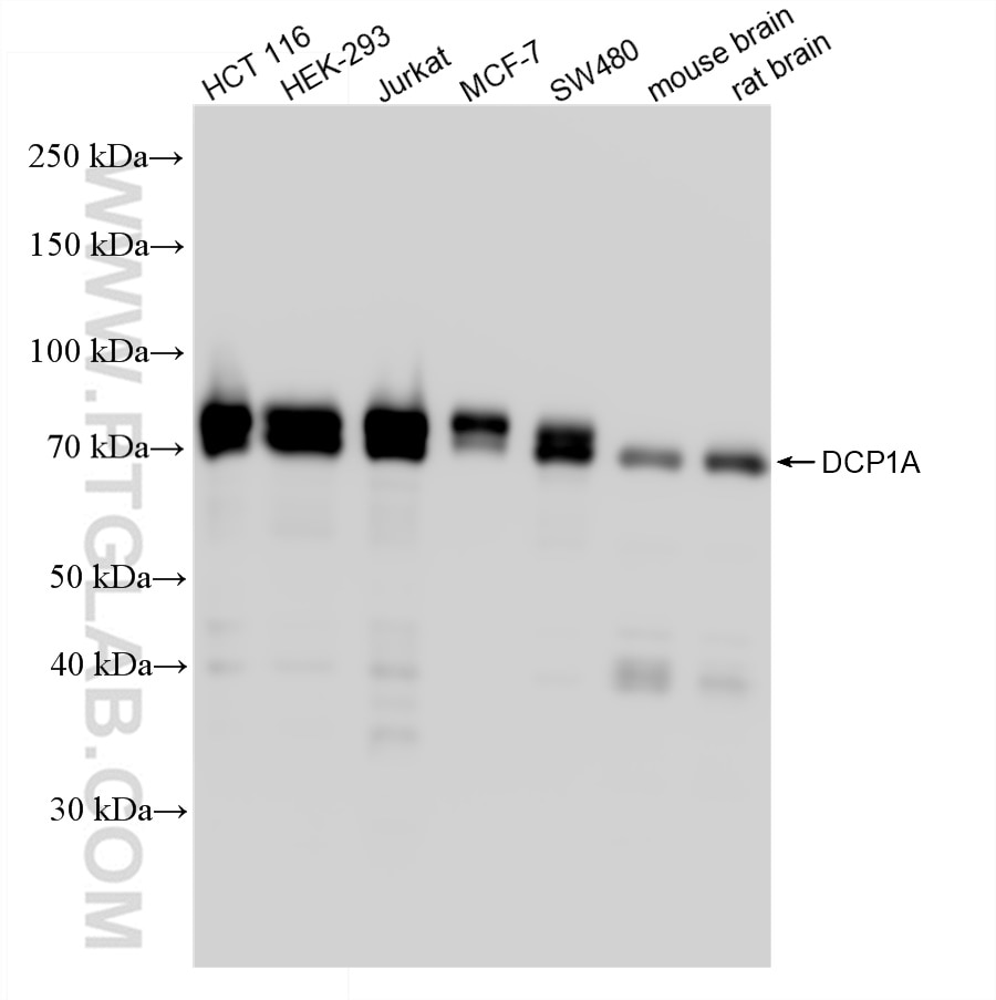 DCP1A