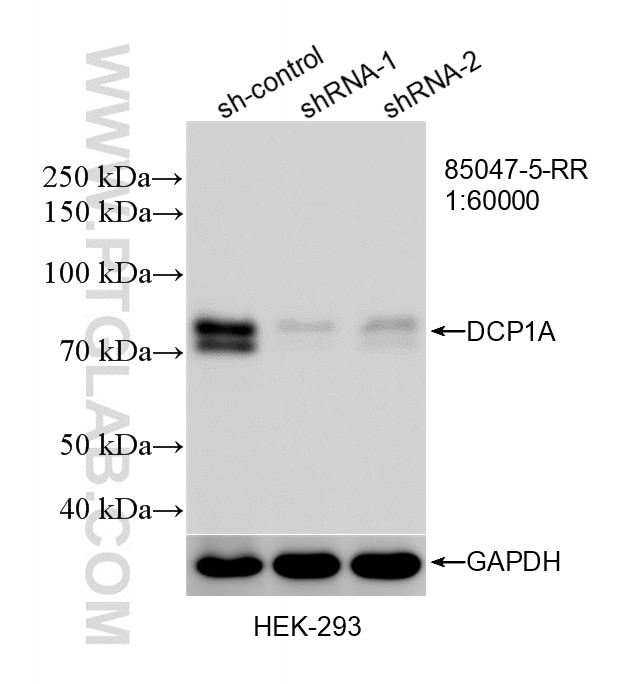 Western Blot (WB) analysis of HEK-293 cells using DCP1A Recombinant monoclonal antibody (85047-5-RR)