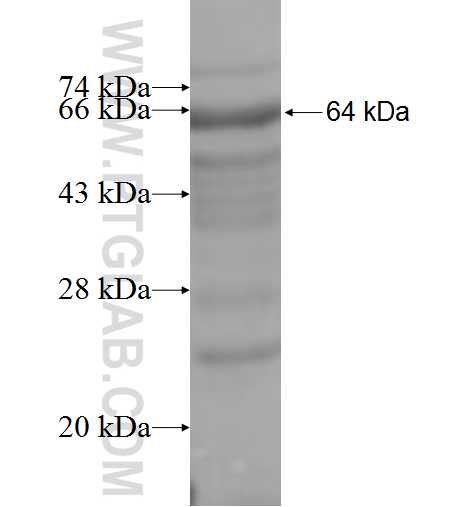 DCP1B fusion protein Ag4845 SDS-PAGE
