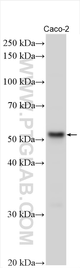 WB analysis using 17744-1-AP