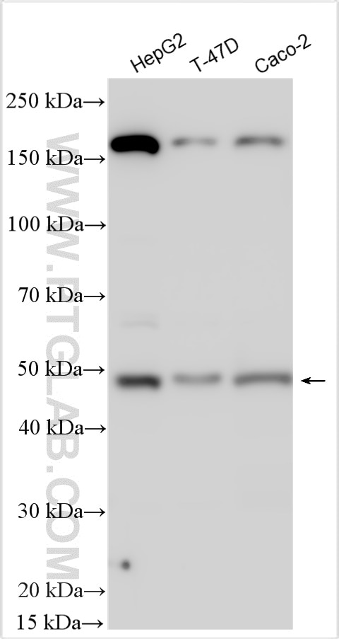 Western Blot (WB) analysis of various lysates using DCP2 Polyclonal antibody (17744-1-AP)