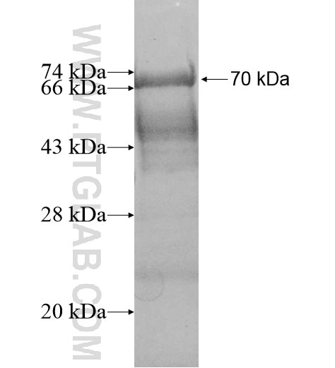 DCP2 fusion protein Ag12001 SDS-PAGE