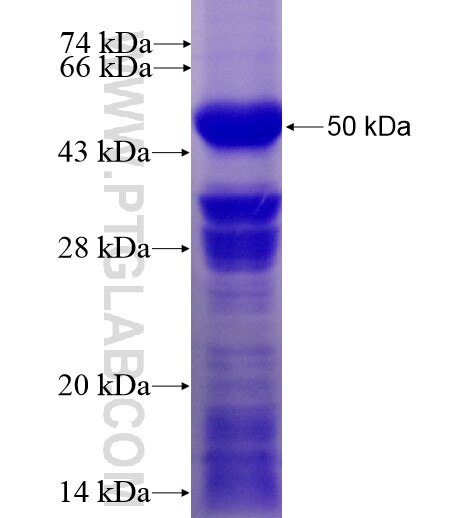 DCP2 fusion protein Ag12727 SDS-PAGE