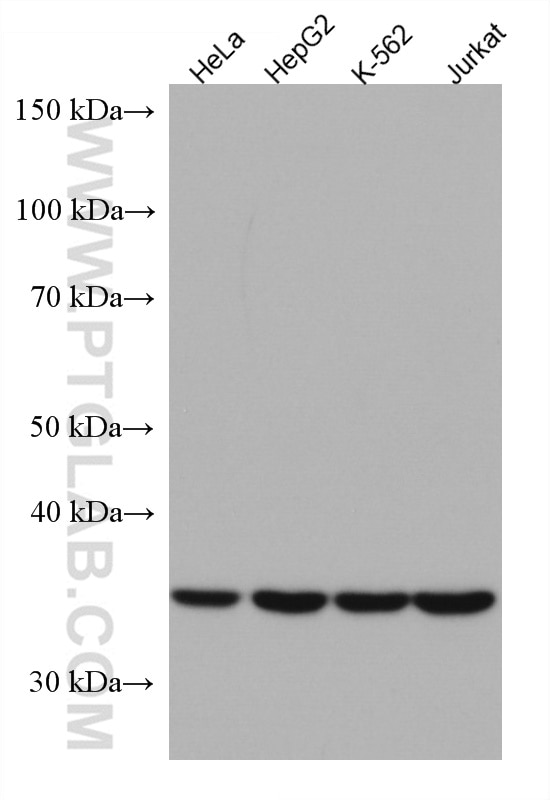Western Blot (WB) analysis of various lysates using DCPS Monoclonal antibody (67311-1-Ig)