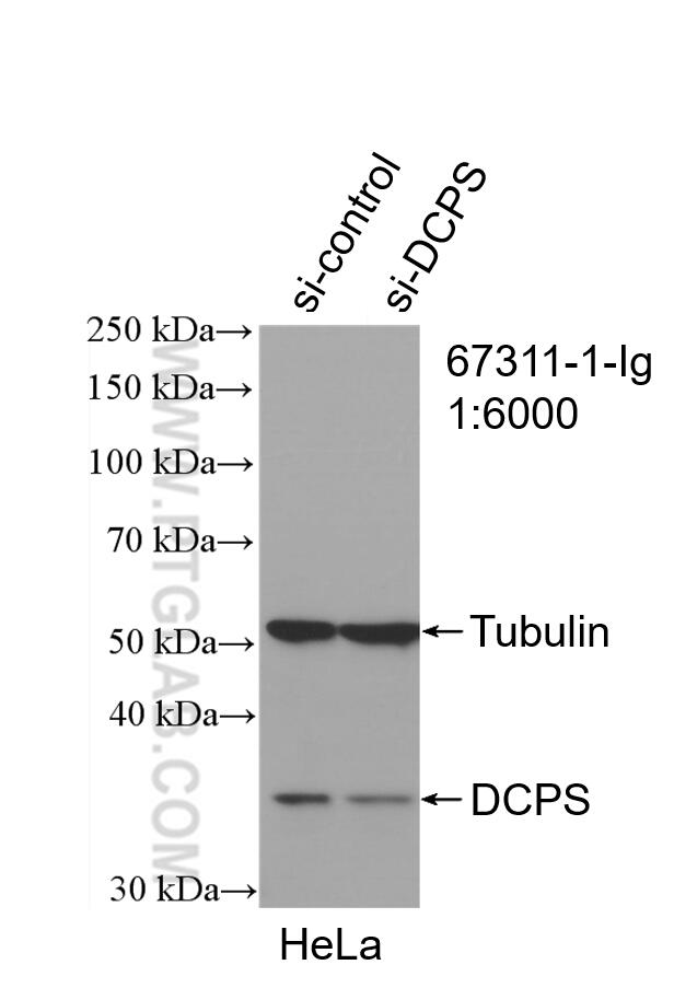 WB analysis of HeLa using 67311-1-Ig