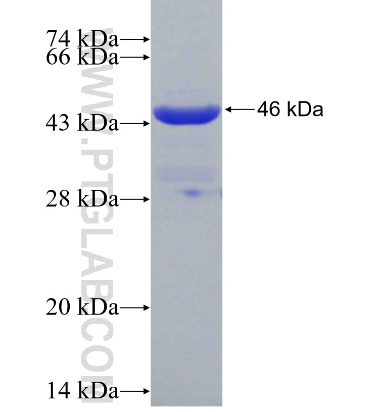 DCPS fusion protein Ag29351 SDS-PAGE