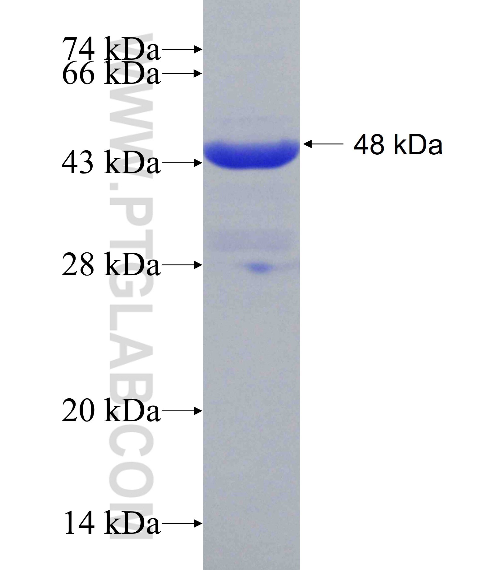 DCPS fusion protein Ag29351 SDS-PAGE