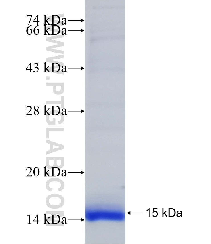 DCST1 fusion protein Ag33115 SDS-PAGE DCST1 fusion protein Ag33115 SDS-PAGE