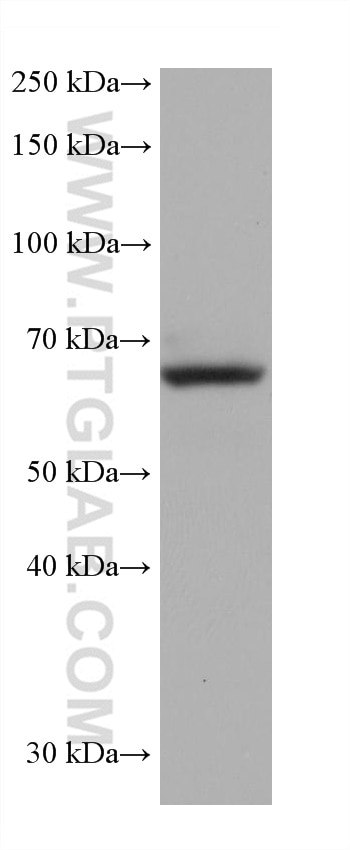 Western Blot (WB) analysis of A375 cells using DCT Monoclonal antibody (68114-1-Ig)
