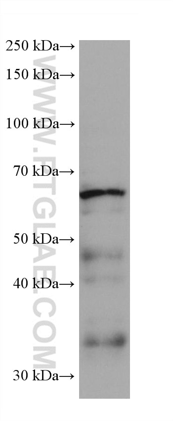 Western Blot (WB) analysis of HL-60 cells using DCT Monoclonal antibody (68114-1-Ig)
