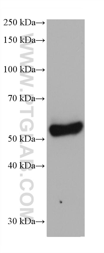 Western Blot (WB) analysis of mouse testis tissue using DCT Monoclonal antibody (68114-1-Ig)