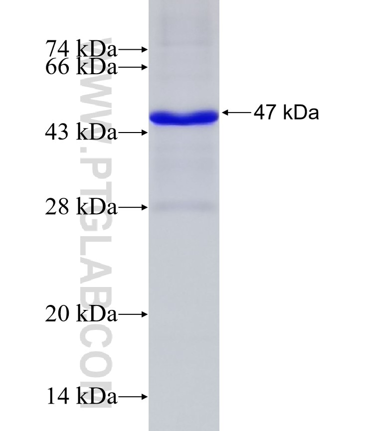 DCT fusion protein Ag26165 SDS-PAGE