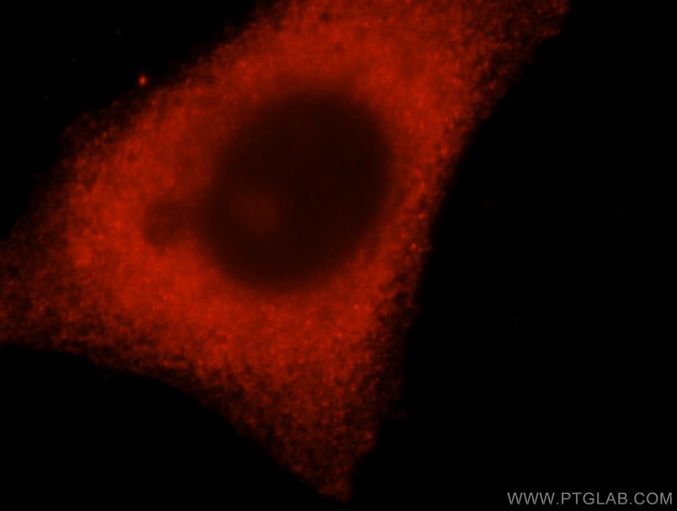 Immunofluorescence (IF) / fluorescent staining of HepG2 cells using DCTD Polyclonal antibody (16784-1-AP)