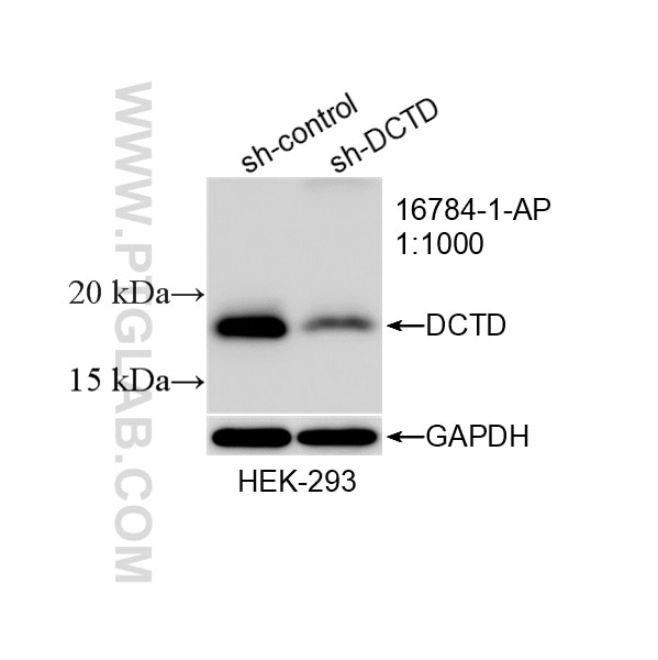 WB analysis of HEK-293 using 16784-1-AP Western Blot (WB) analysis of HEK-293 cells using DCTD Polyclonal antibody (16784-1-AP)