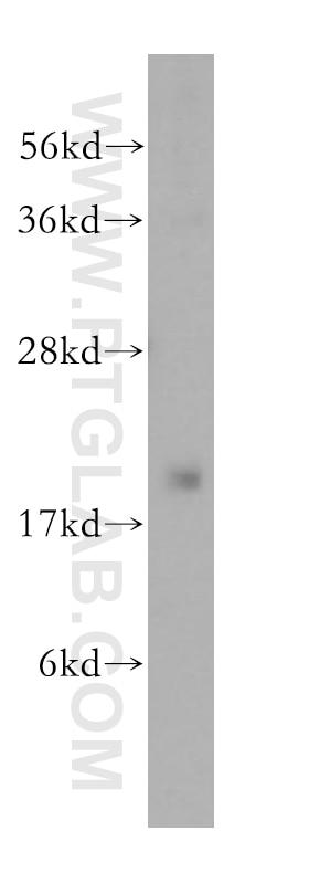 Western Blot (WB) analysis of PC-3 cells using DCTD Polyclonal antibody (16784-1-AP)