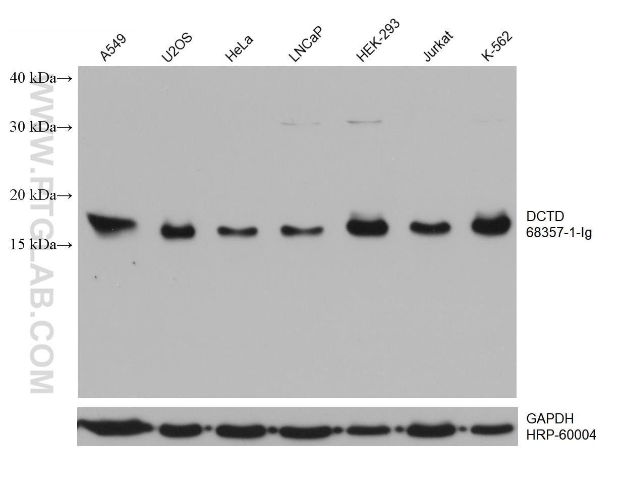 Western Blot (WB) analysis of various lysates using DCTD Monoclonal antibody (68357-1-Ig)