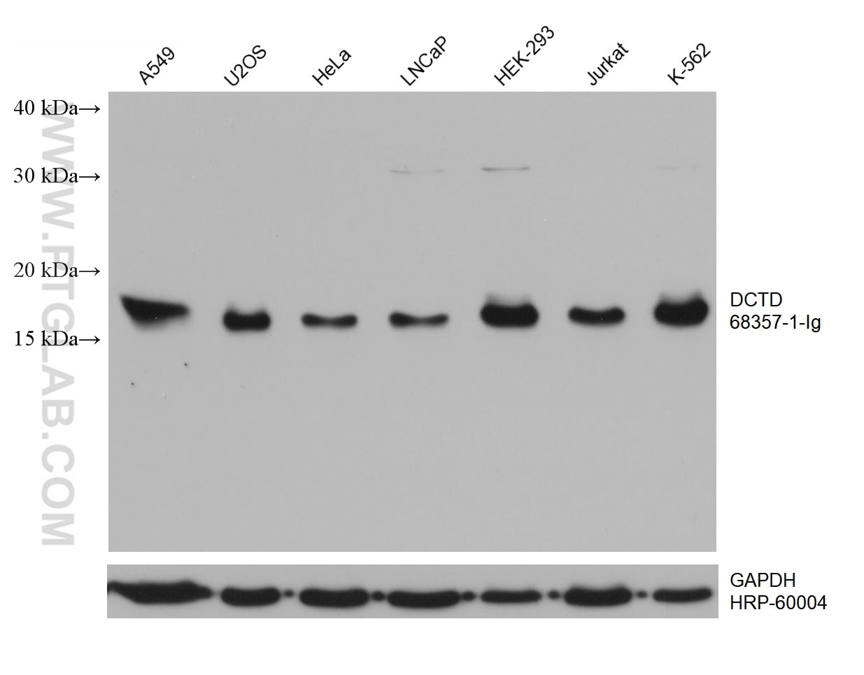 WB analysis using 68357-1-Ig