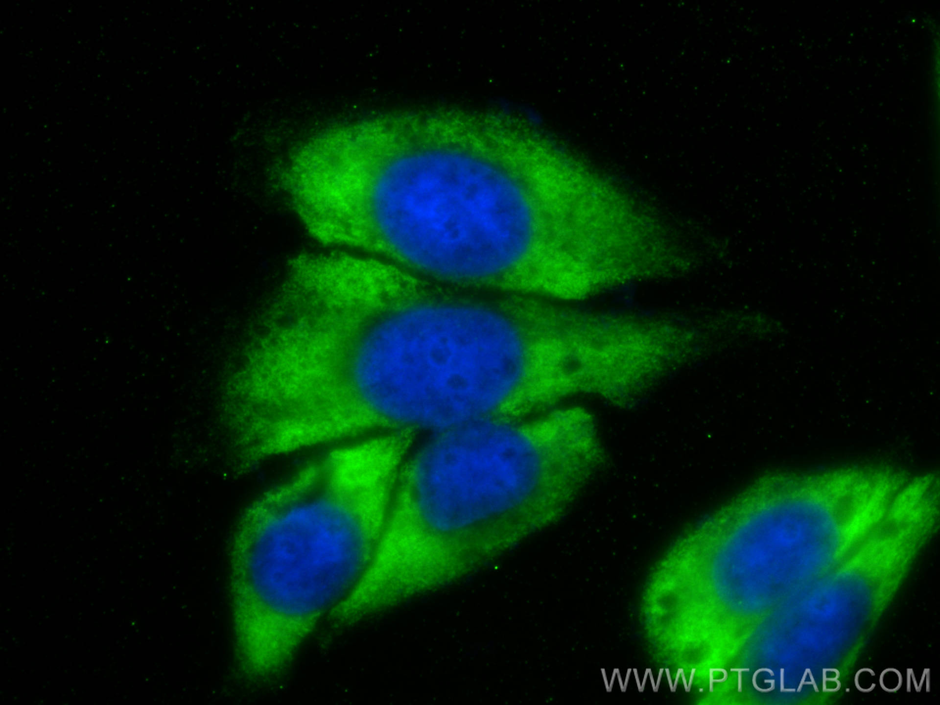 Immunofluorescence (IF) / fluorescent staining of HepG2 cells using CoraLite® Plus 488-conjugated DCTD Monoclonal anti (CL488-68357)