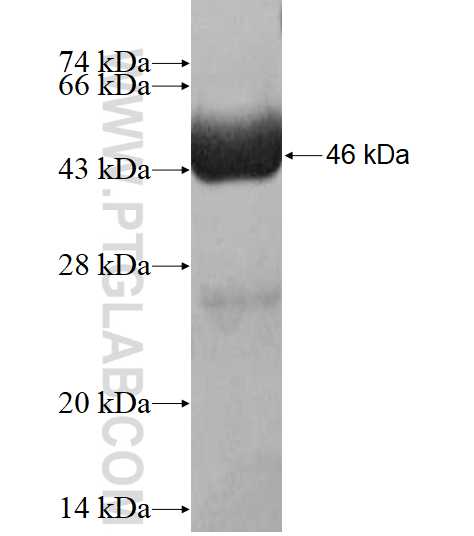 DCTD fusion protein Ag10216 SDS-PAGE