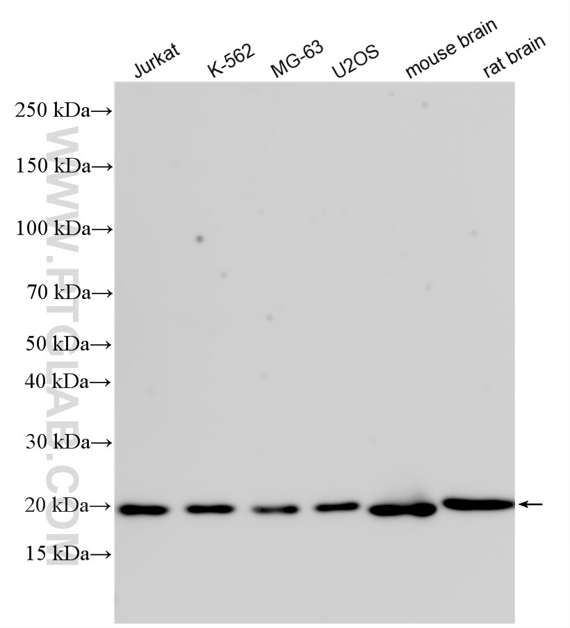 Western Blot (WB) analysis of various lysates using DCTN3 Polyclonal antibody (11325-1-AP)