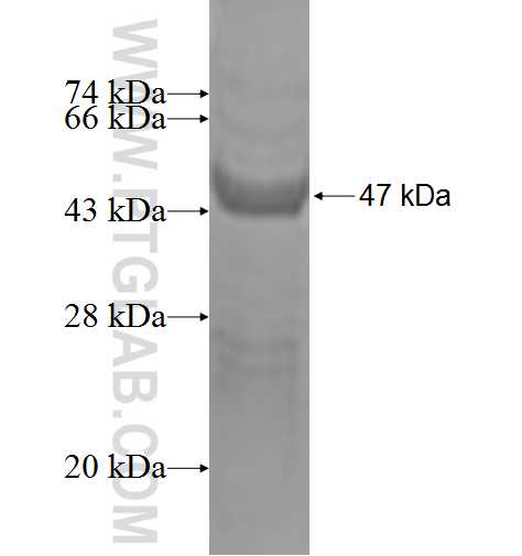 DCTN3 fusion protein Ag1865 SDS-PAGE