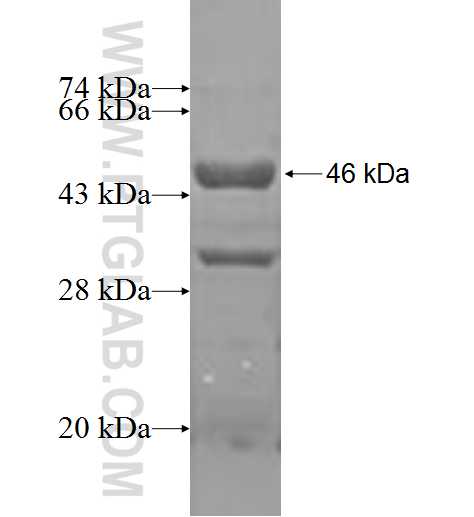 DCTN5 fusion protein Ag0234 SDS-PAGE
