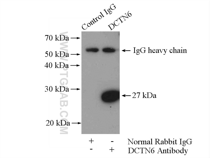 Immunoprecipitation (IP) experiment of mouse testis tissue using DCTN6 Polyclonal antibody (16947-1-AP)