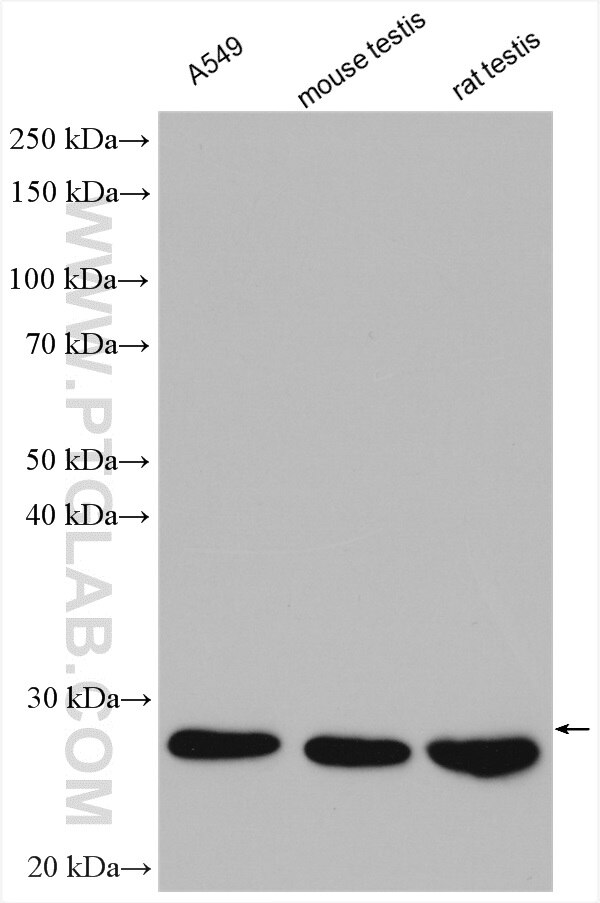 Western Blot (WB) analysis of various lysates using DCTN6 Polyclonal antibody (16947-1-AP)