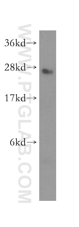 Western Blot (WB) analysis of mouse lung tissue using DCTN6 Polyclonal antibody (16947-1-AP)