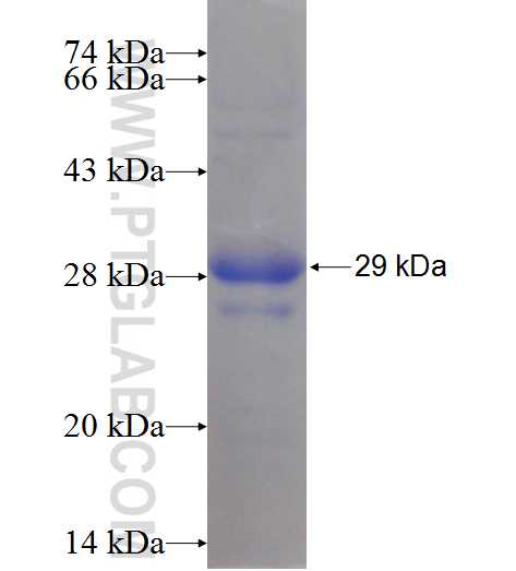 DCTN6 fusion protein Ag10652 SDS-PAGE