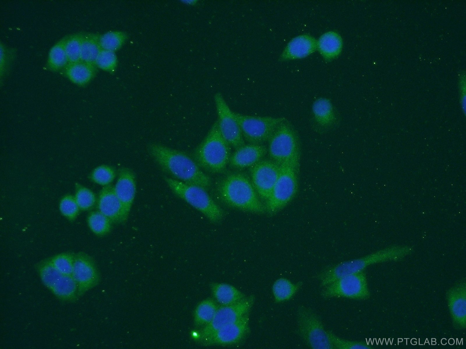 Immunofluorescence (IF) / fluorescent staining of HeLa cells using DCTPP1 Polyclonal antibody (16684-1-AP)