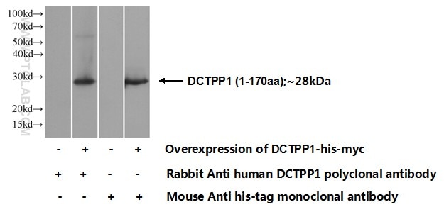 Western Blot (WB) analysis of Transfected HEK-293 cells using DCTPP1 Polyclonal antibody (16684-1-AP)