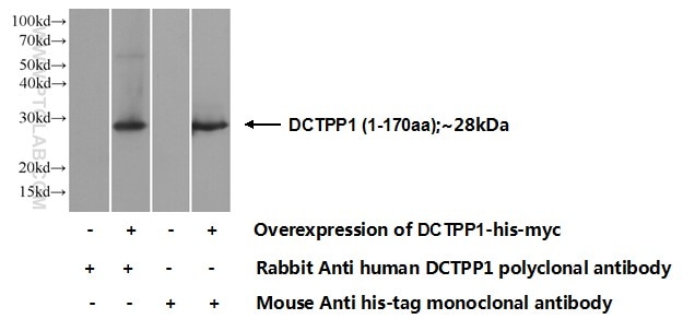 WB analysis of Transfected HEK-293 using 16684-1-AP