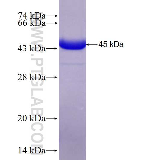 DCTPP1 fusion protein Ag10015 SDS-PAGE
